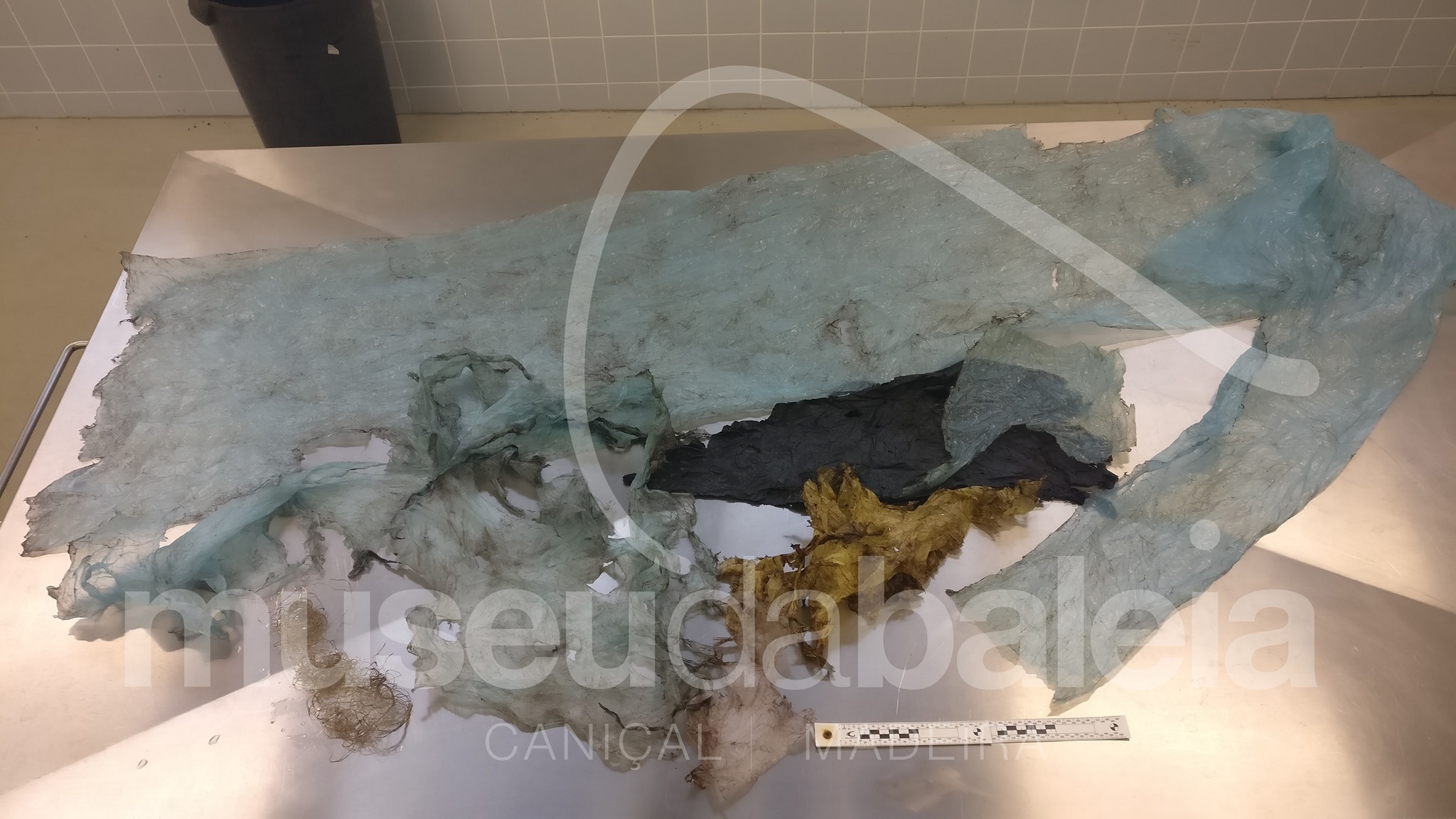 Plasticos do golfinho 24-8-2020