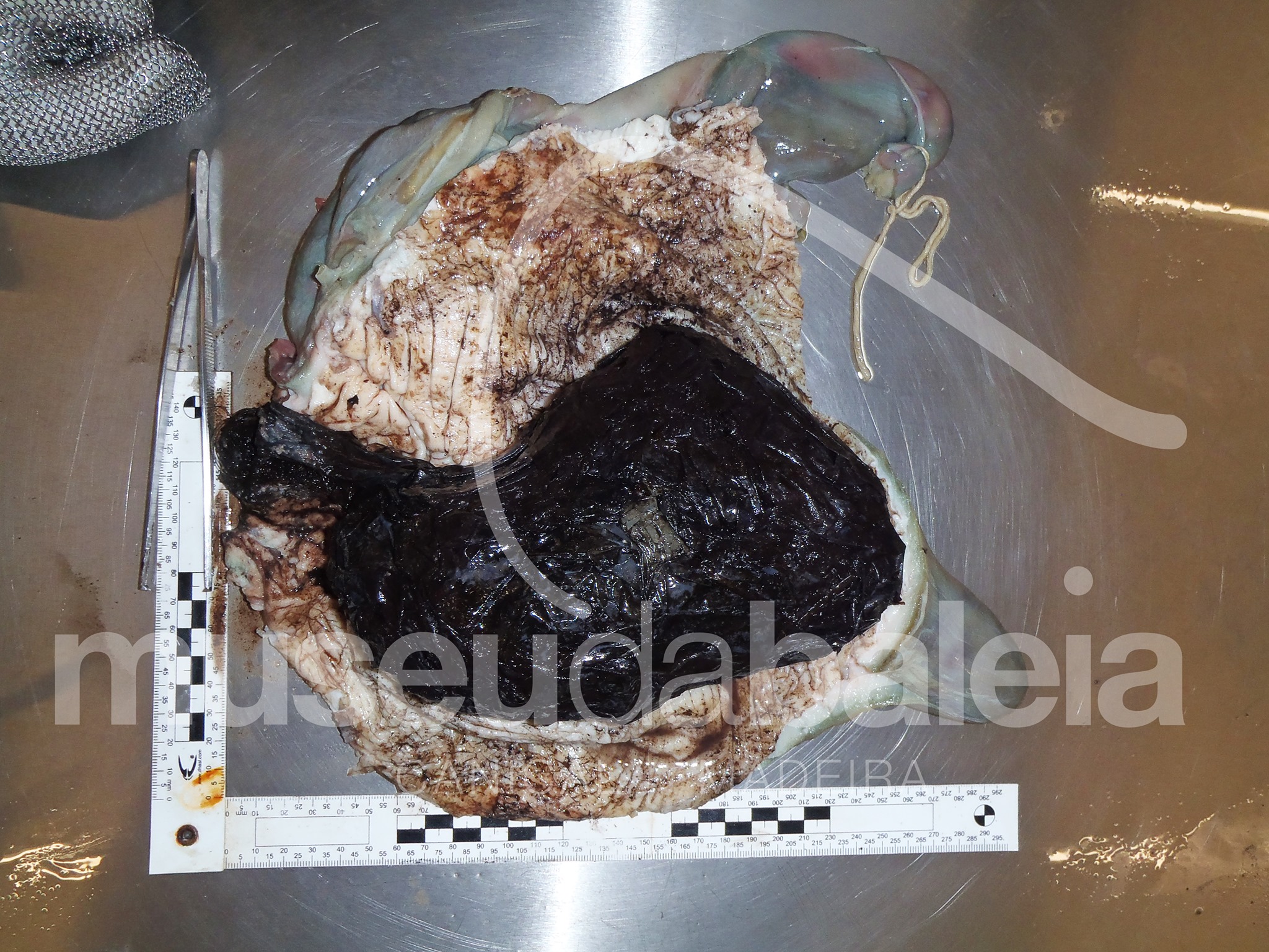 Plsticos presentes no estomago de golfinho 24-8-2020