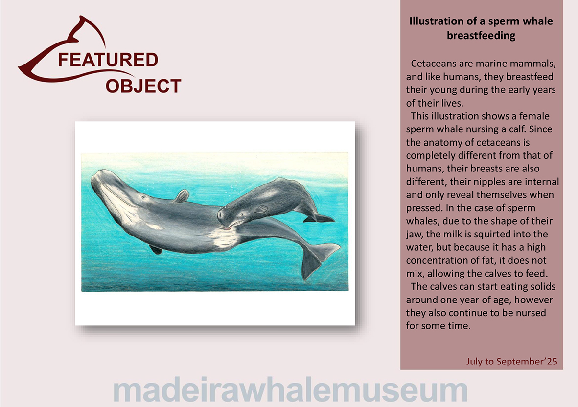 Pea em destaque - 3 trimestre 2025-2