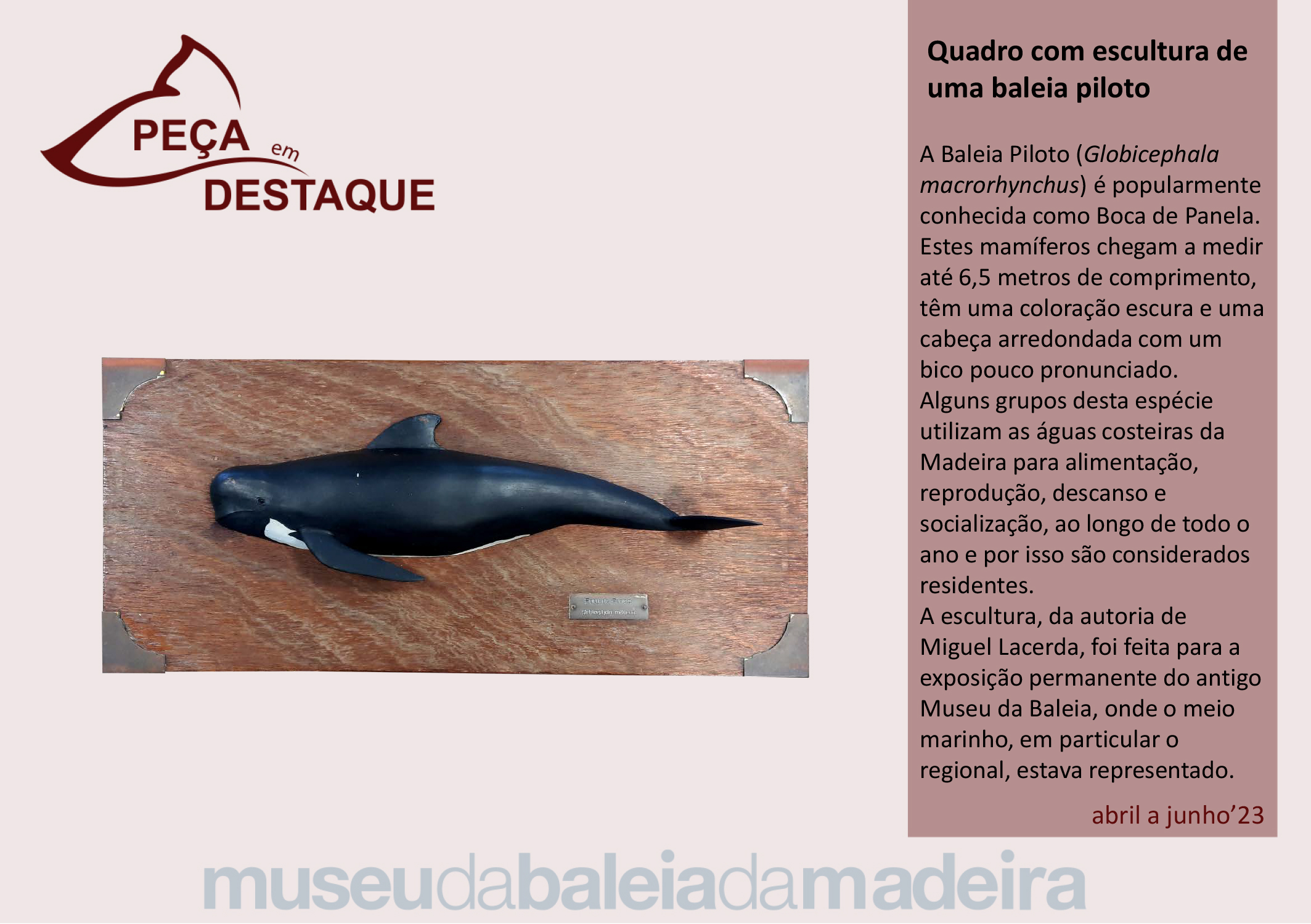 Pea em destaque - 2 trimestre 2023-port