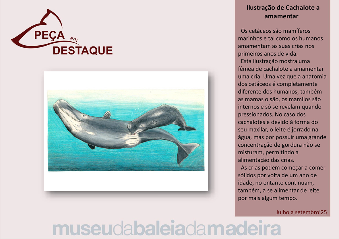 Pea em destaque - 3 trimestre 2025-1