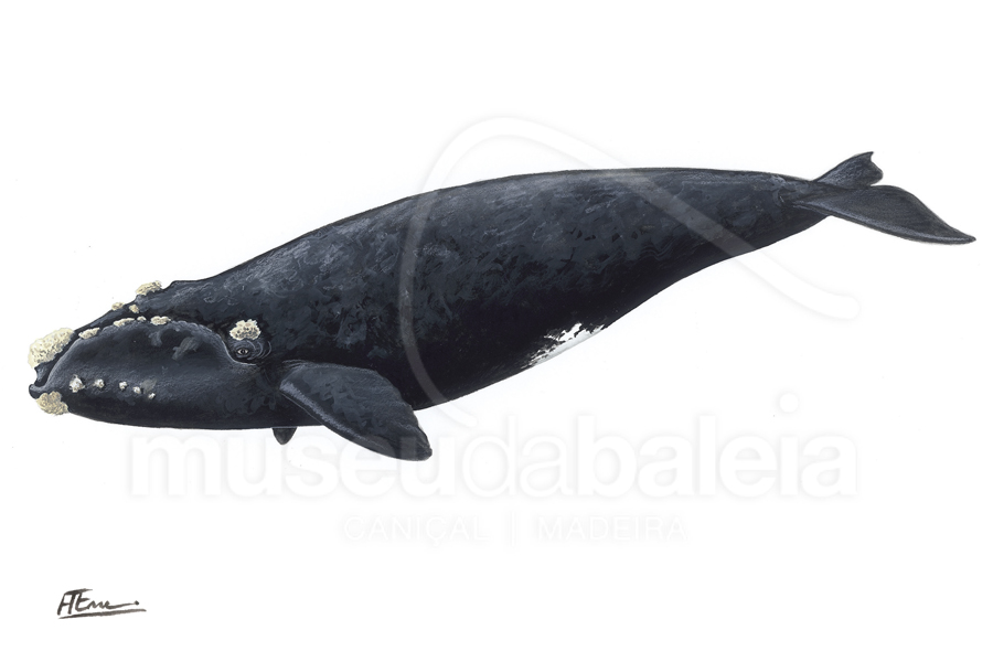 Baleia-franca ou Baleia-basca