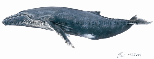 Baleia-de-bossa ou Jubarte