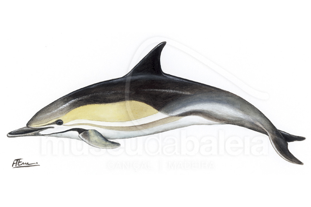 Golfinho-comum