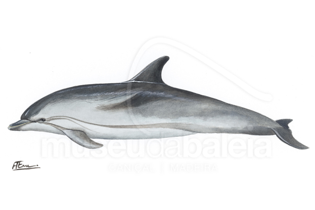 Golfinho-riscado