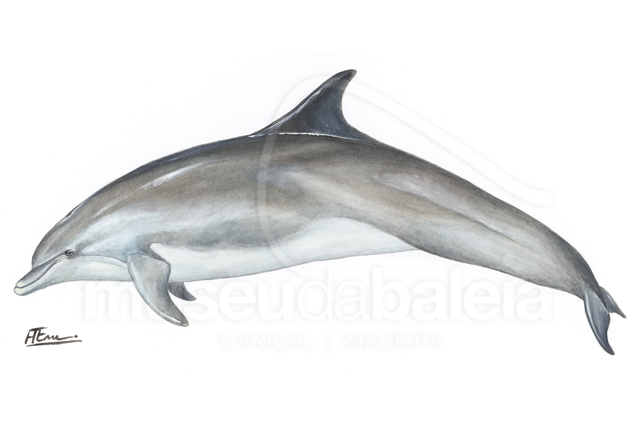 Roaz ou Roaz-corvineiro